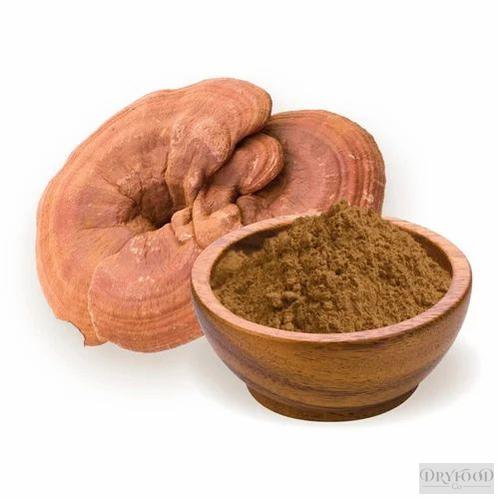 Freshly ground Ganoderma lucidum Reishi Mushroom Extract Powder rich in 30% polysaccharides, ideal for boosting immunity and supporting restful sleep