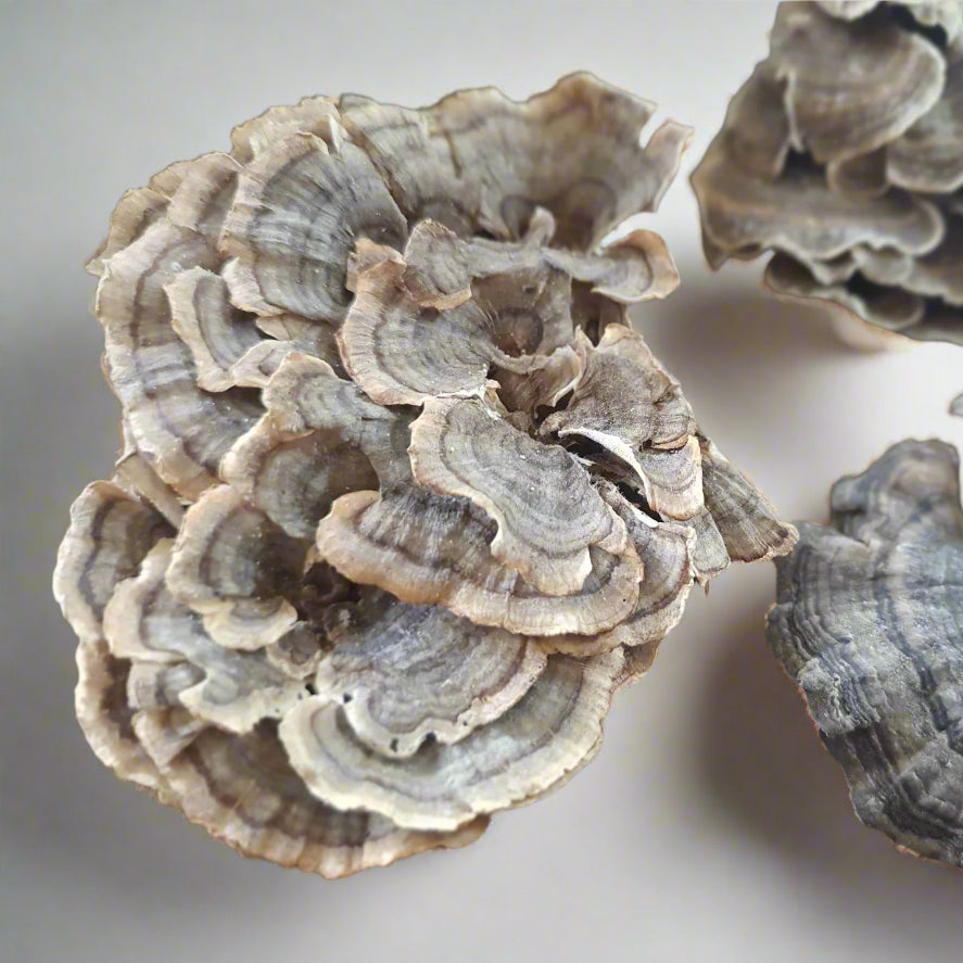 Getrockneter Schmetterlingstramete - Trametes versicolor