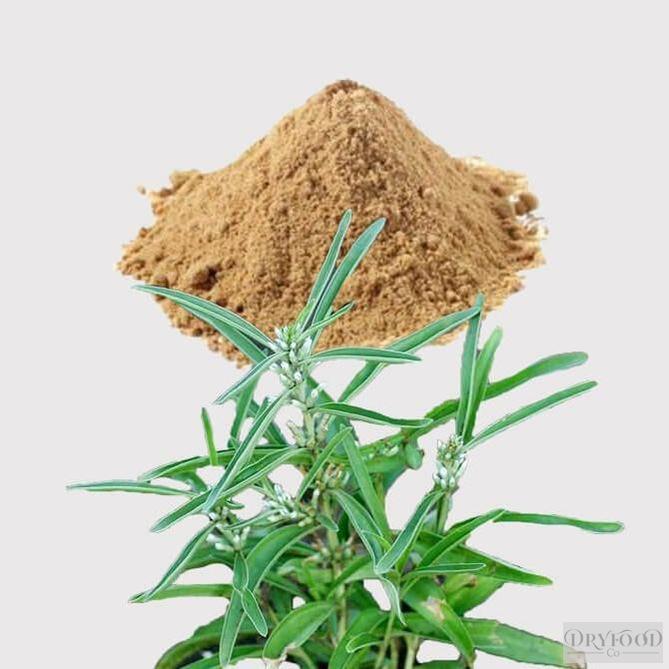 Close-up of Enicostema littorale (Mamejava) extract powder, highlighting its use for insulin sensitivity and digestive health, sustainably wild-collected