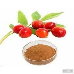 Close-up of fresh rose hips highlighting their bright red color, emphasizing the purity of Rose Hip Extract used in natural health products