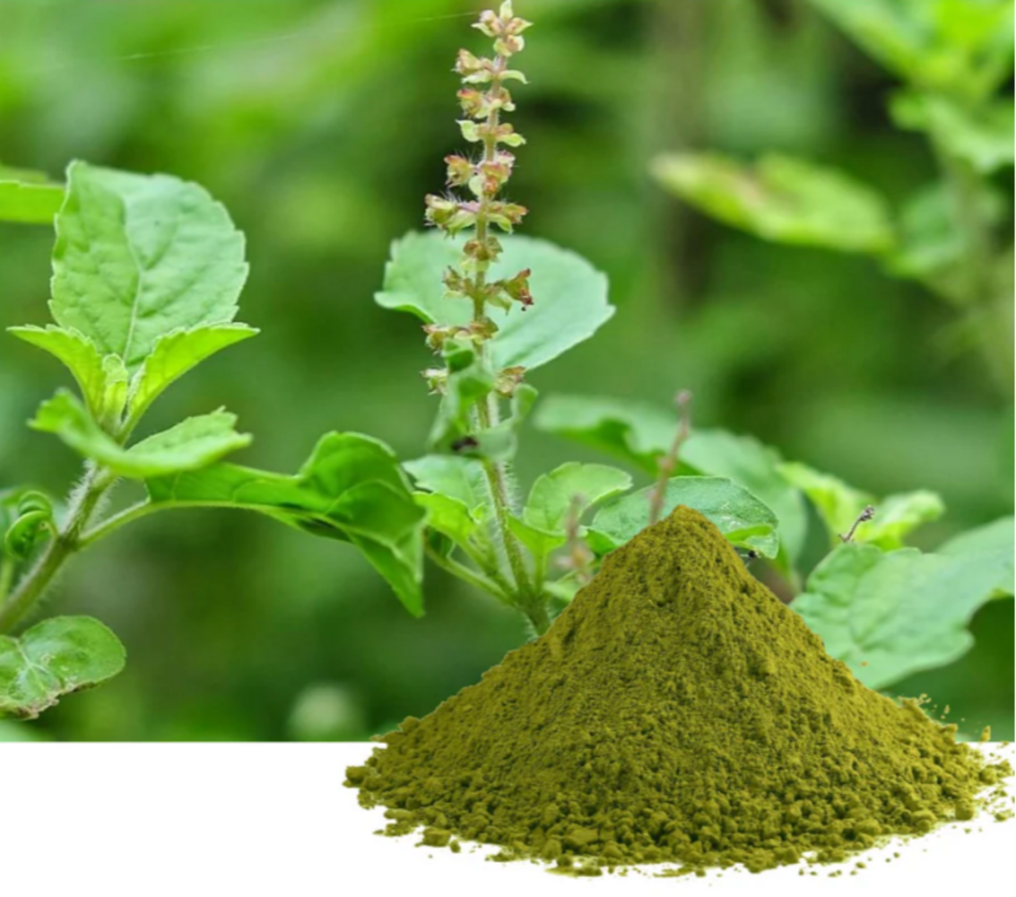 Tulsi Extract Powder (Ocimum sanctum) for adaptogenic teas, gummies, and capsule blends, naturally caffeine-free