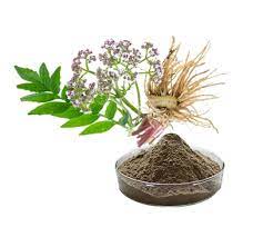 Tan powder concentrated from European valerian roots, herb-derived and free of fillers