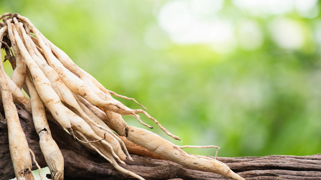 Shatavari and Women's Wellness: Boosting Strength, Balance, and Vitality Naturally