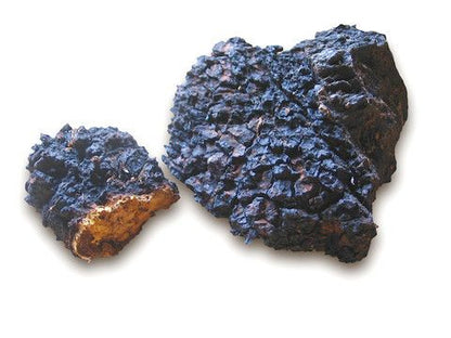 Dehydrated Chaga Mushroom - Inonotus obliquus.