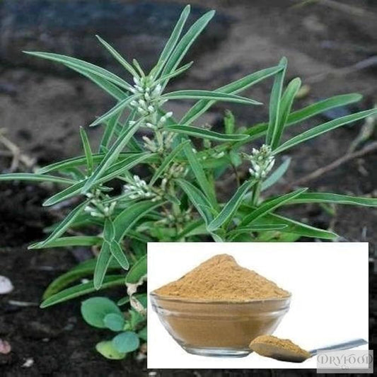 Enicostema littorale (Mamejava) extract powder for sugar balance, enhancing insulin sensitivity and digestion, sustainably wild-collected, GMP processed herbal supplement