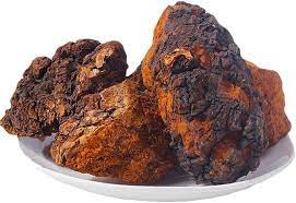 Dehydrierter Chaga-Pilz – Inonotus obliquus