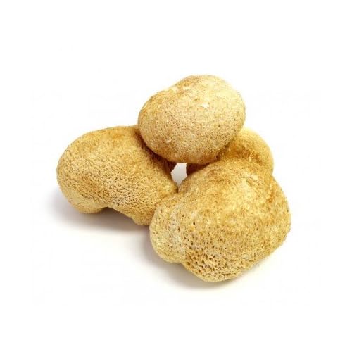 Getrockneter Löwenmähnenpilz - Hericium erinaceus
