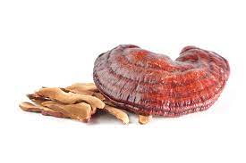 Dehydrierter Reishi-Pilz - Ganoderma lucidum
