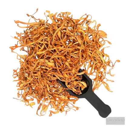 Dried Cordyceps Mushroom - Cordyceps militaris