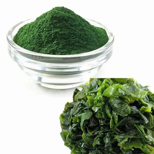 Spirulina Platensis Extract Powder, a deep-teal microalgae concentrate with 60% plant protein and native phycocyanin pigment, perfect for smoothie boosters and protein bars, non-irradiated and vegan