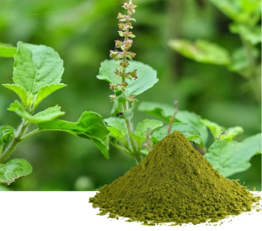 Tulsi Extract Powder (Ocimum sanctum) for adaptogenic teas, gummies, and capsule blends, naturally caffeine-free