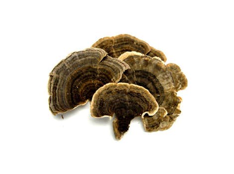 Dried Turkey Tail Mushroom - Trametes versicolor